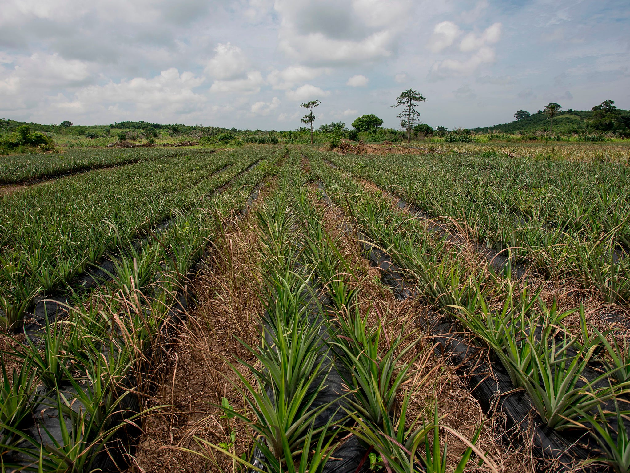 Pineapple farms are especially popular in Africa, here seen in Ghana