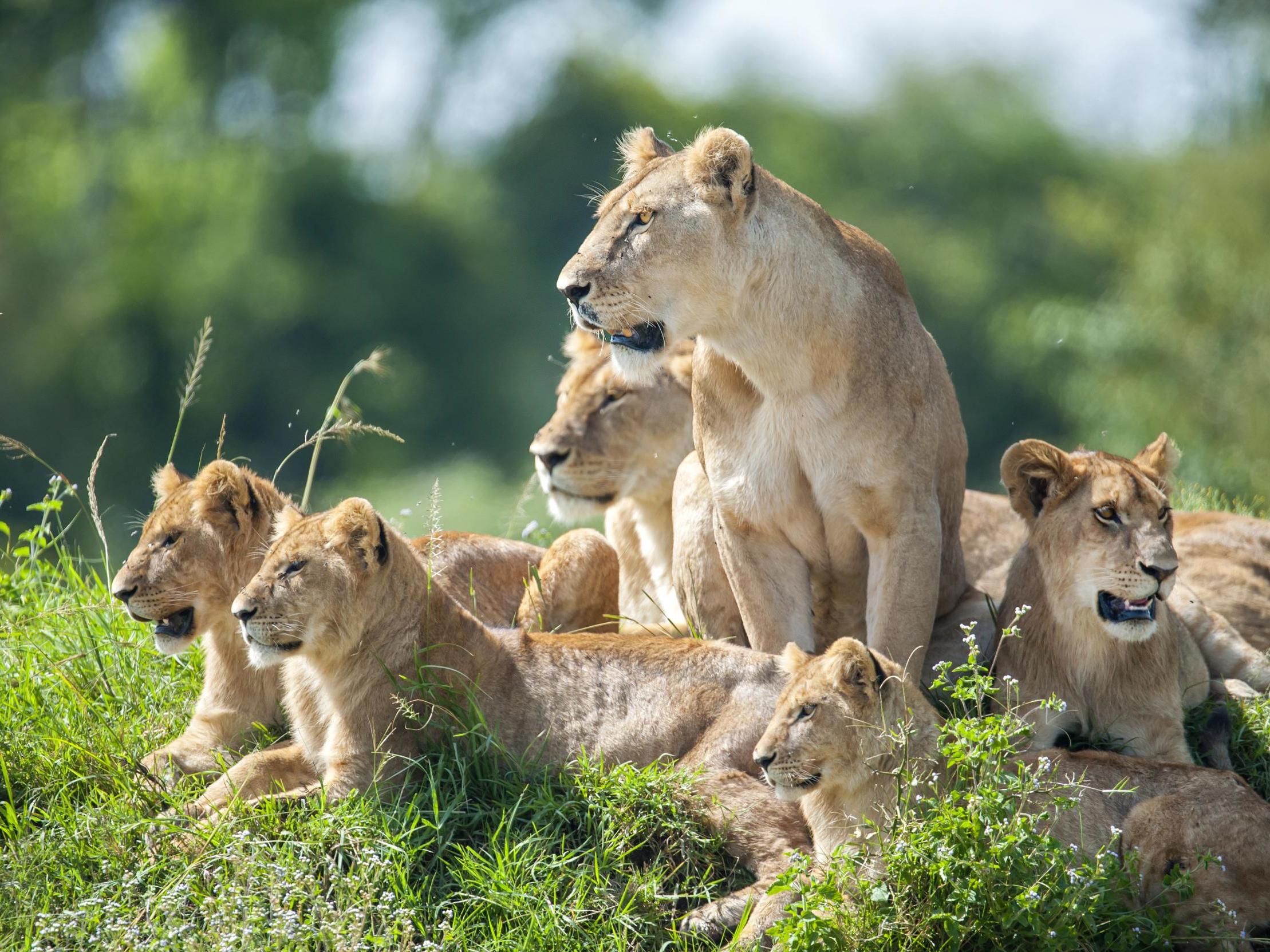 Where's dad? Male lions do not provide dependable help with rearing young