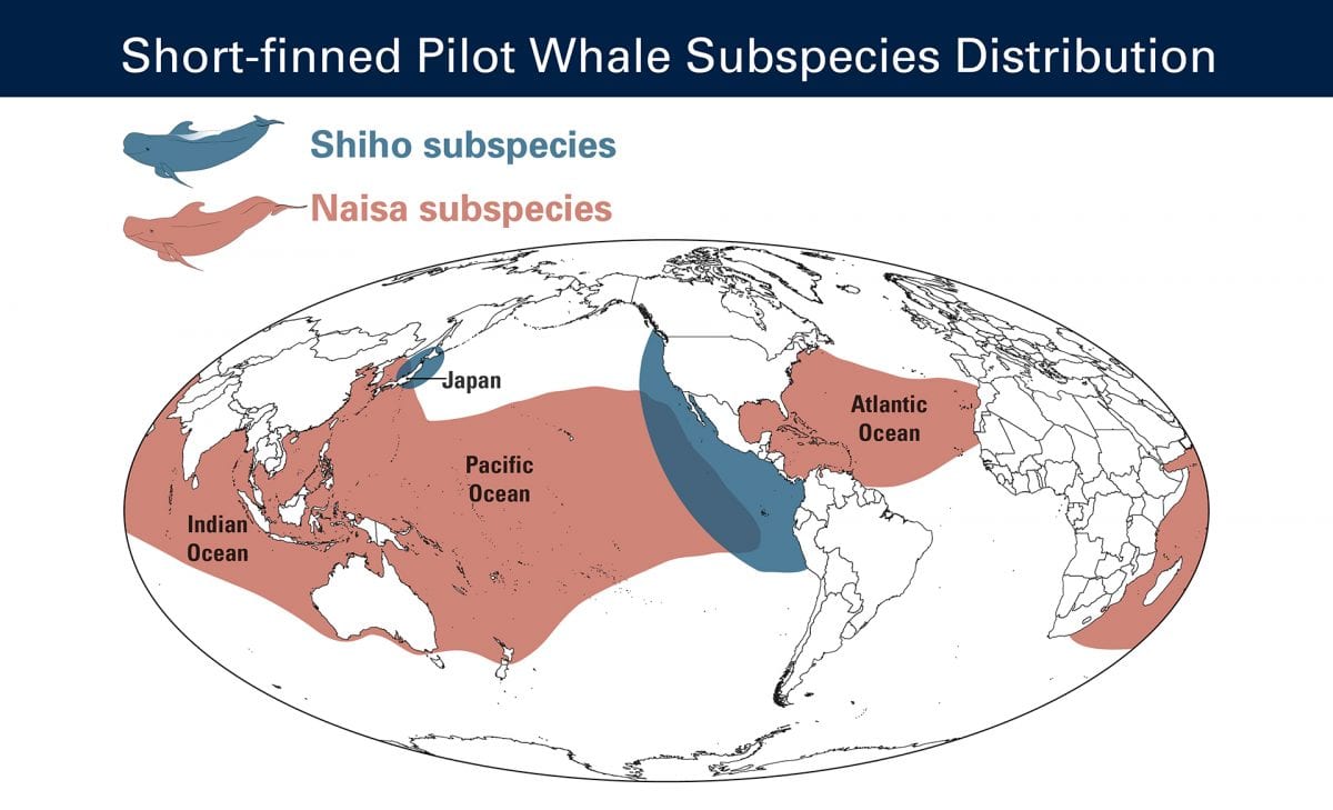 Whales living off northern Japan and the eastern Pacific are a single distinct subspecies