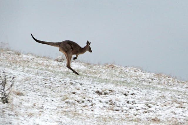 A kangaroo jumps in snow near Lithgow in the Blue Mountains, NSW