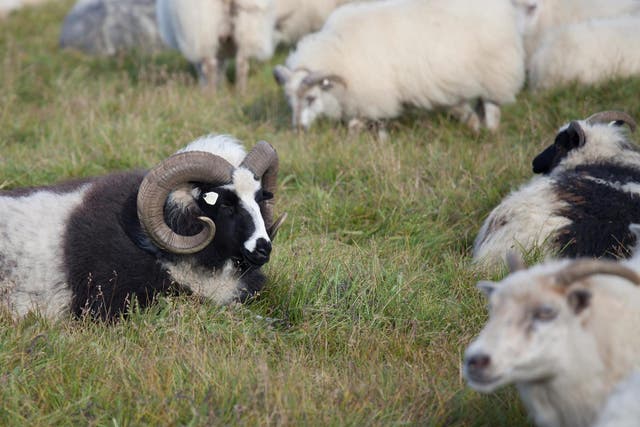 In the documentary a ram is shown with 30 ewes in season but has no interest in any of them (file photo)