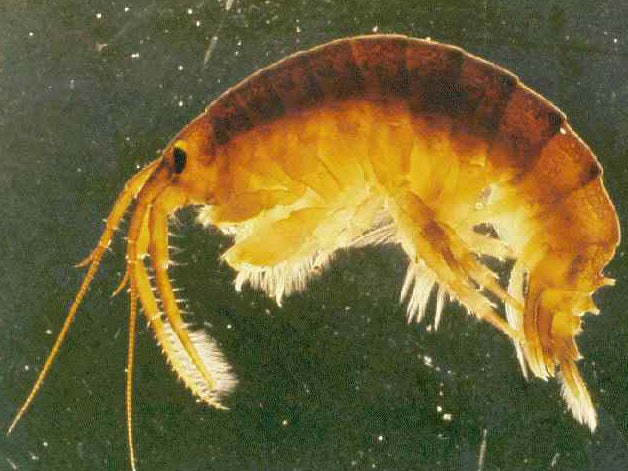 The Dikerogammarus villosus, also known as the 'killer shrimp' came from water systems in eastern Europe in the 1990s and early 2000s and are terrorising native species in western European rivers