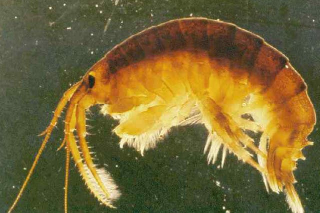 The Dikerogammarus villosus, also known as the 'killer shrimp' came from water systems in eastern Europe in the 1990s and early 2000s and are terrorising native species in western European rivers