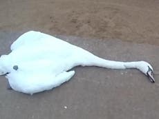 Woman strangles swan to death in park