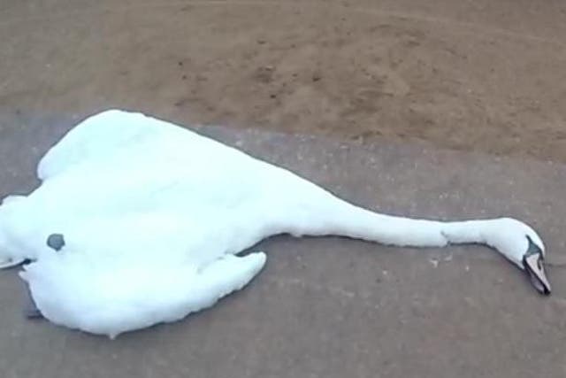 Swan found dead in County Durham park