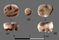 DNA from 31,000-year-old teeth leads to discovery of Ice Age hunters