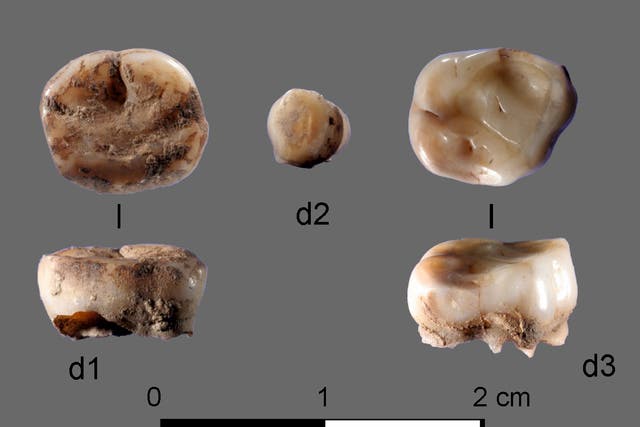 The DNA was recovered from the only human remains discovered during the era – two tiny milk teeth 