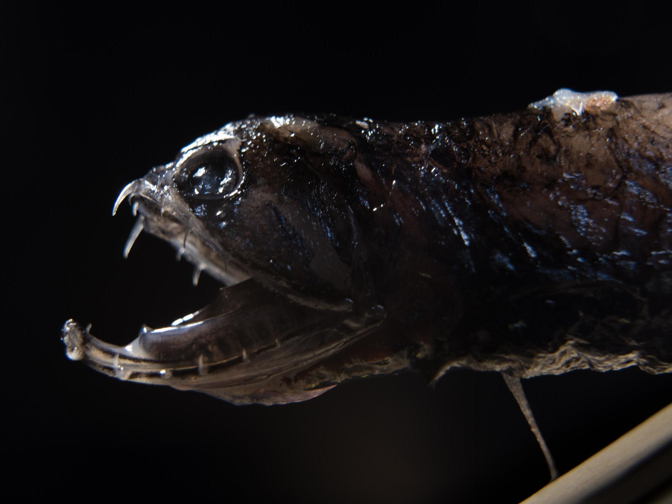 Deep-sea dragonfish are apex predators and feed on fish that are up to half their size