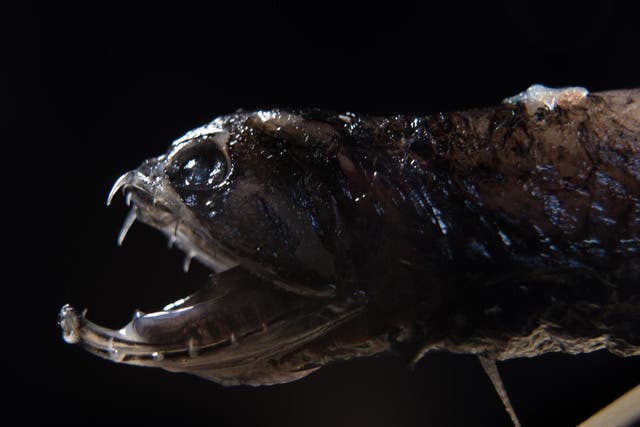 Deep-sea dragonfish are apex predators and feed on fish that are up to half their size