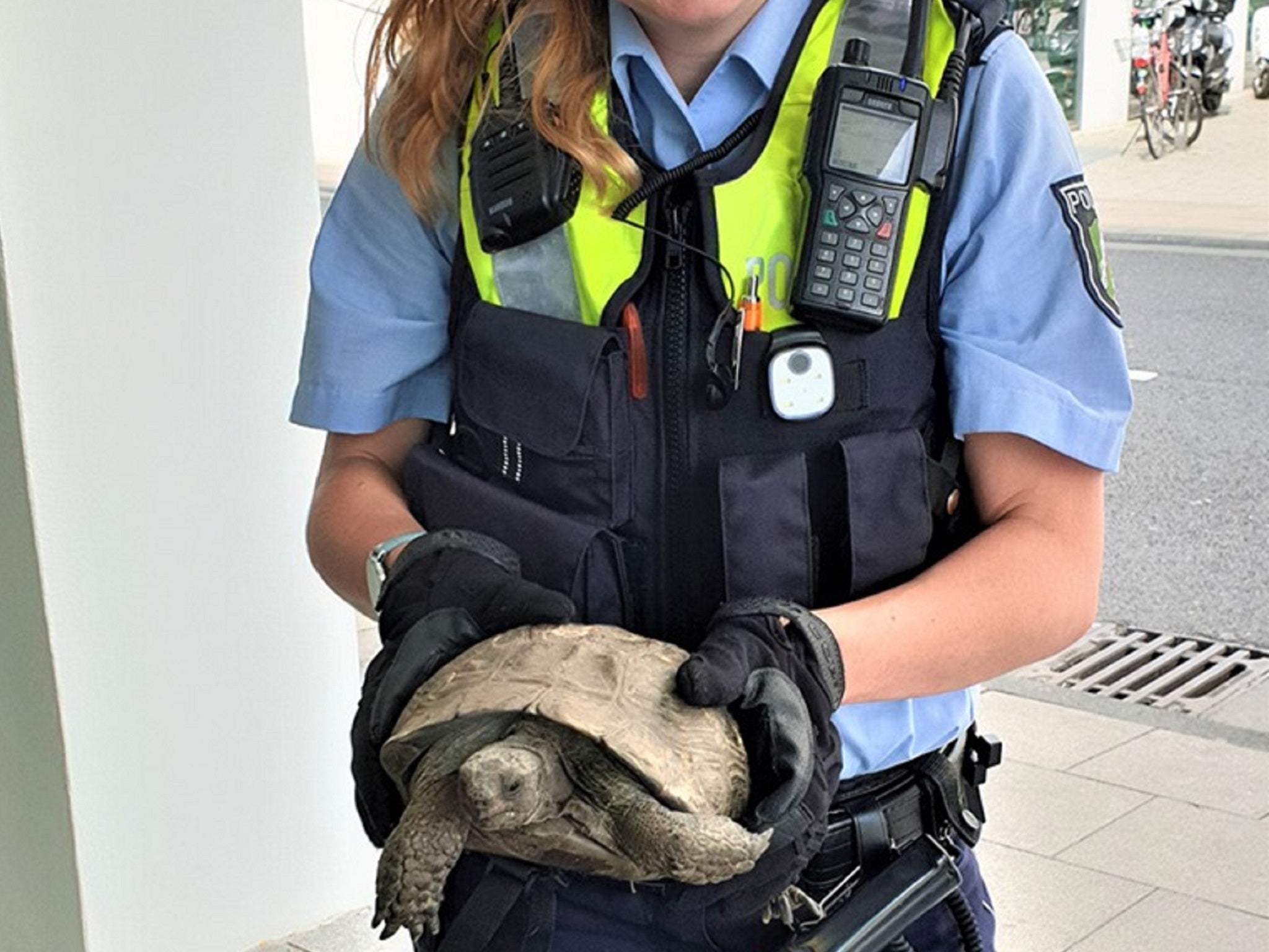 A tortoise, believed to be about 70 years old, sparked a police operation after trying to cross the road at a busy junction in the Rodenkirchen district of Cologne on 3 June 2019.