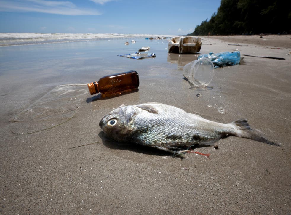 The long-term effect of human consumption of plastics requires considerable further research