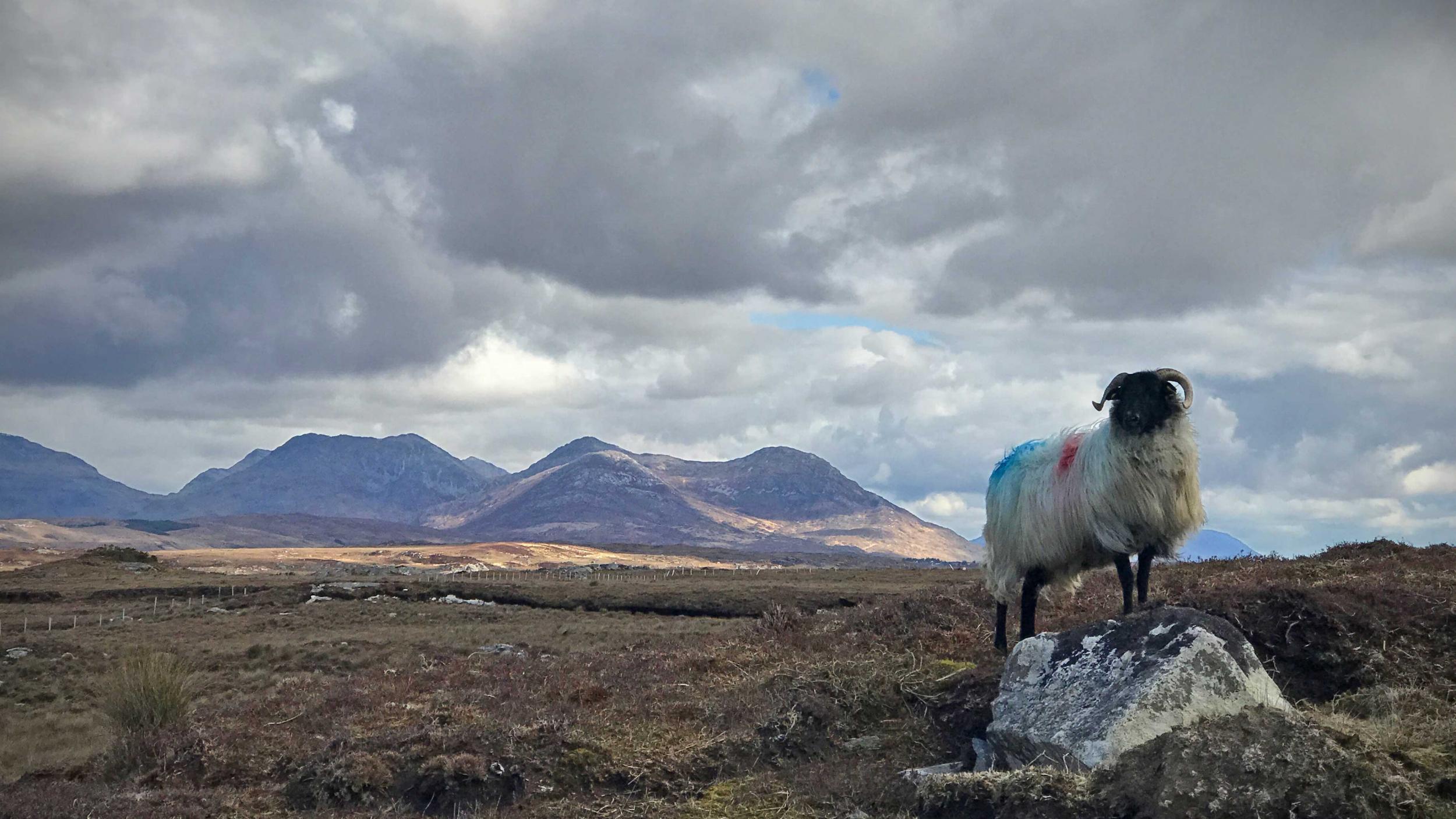 These days, the bog is mainly inhabited by sheep