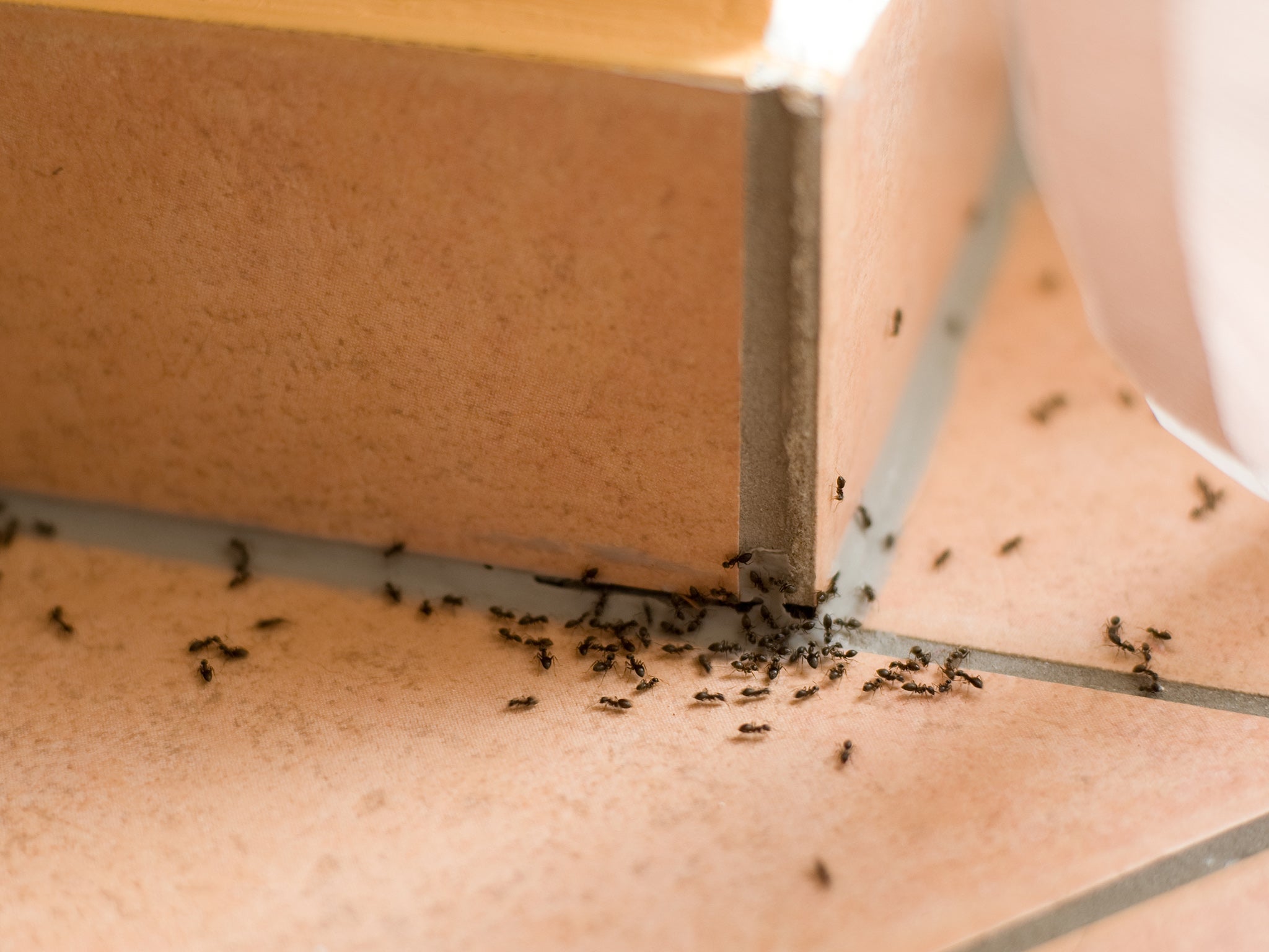 The secret to getting rid of ants permanently isn't harsh