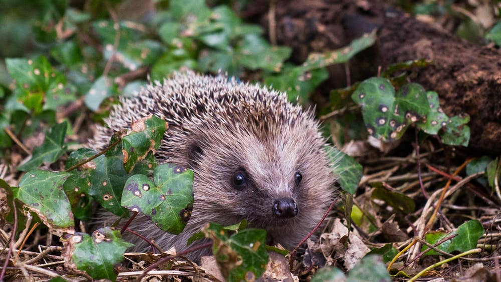 Hedgehog