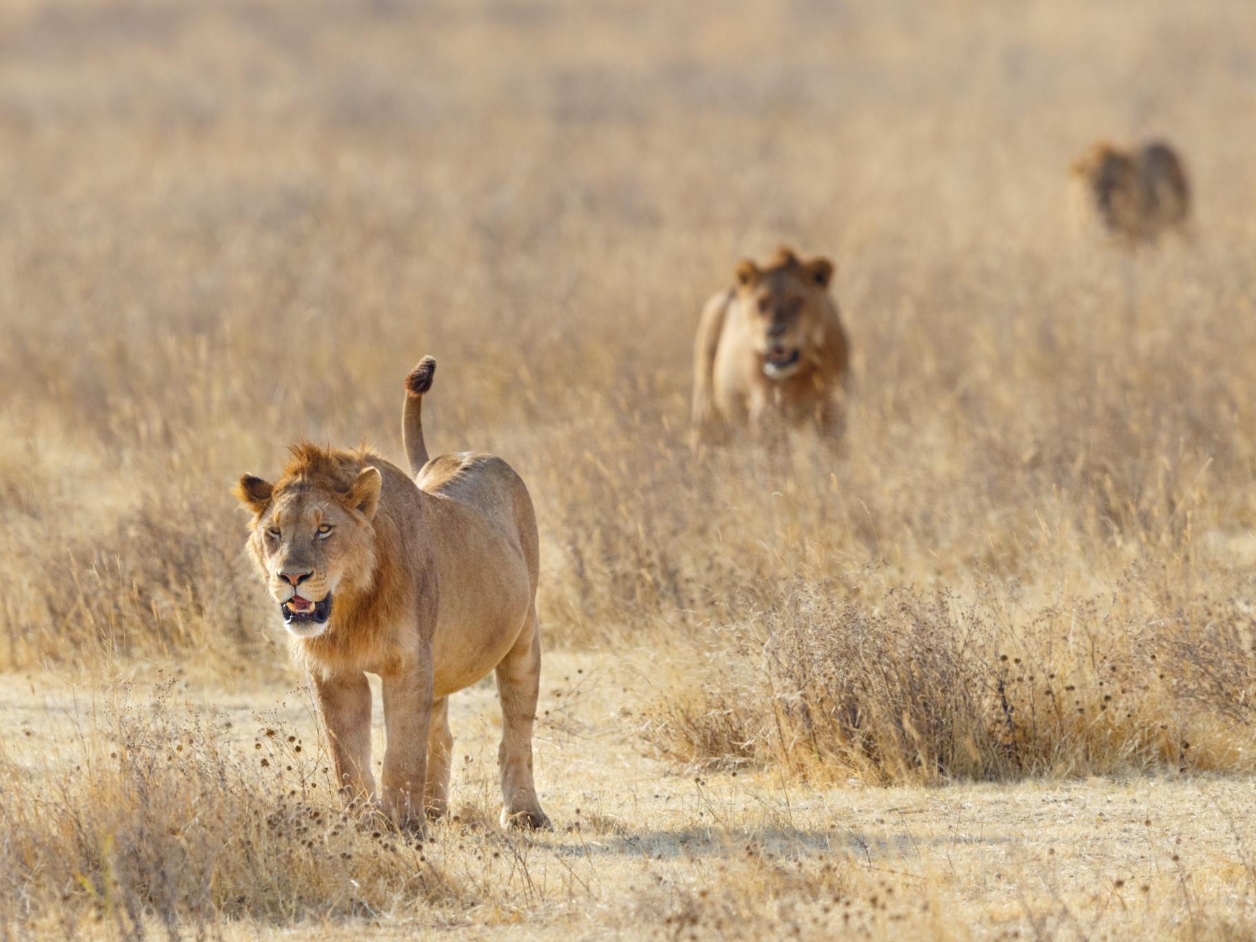 Fourteen lions on the loose in South Africa after escaping national park
