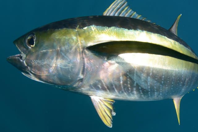 The Blue Marine Foundation has said nearly 700 tonnes of yellowfin tuna is being sold in the UK each year