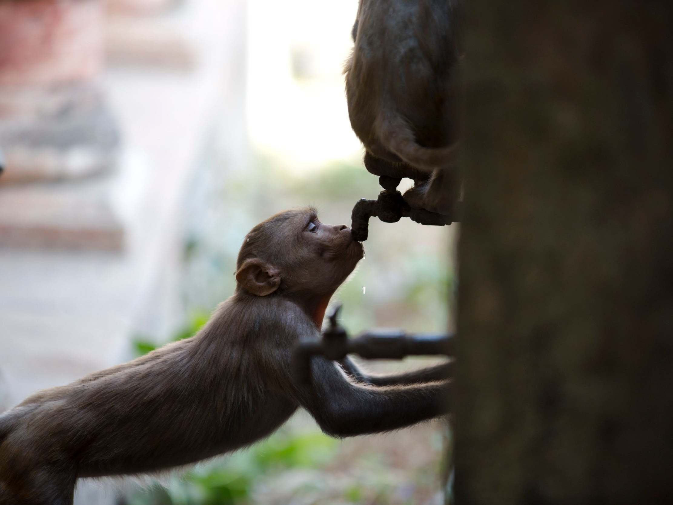 Monkey quenches its thirst in neighbouring Uttar Pradesh