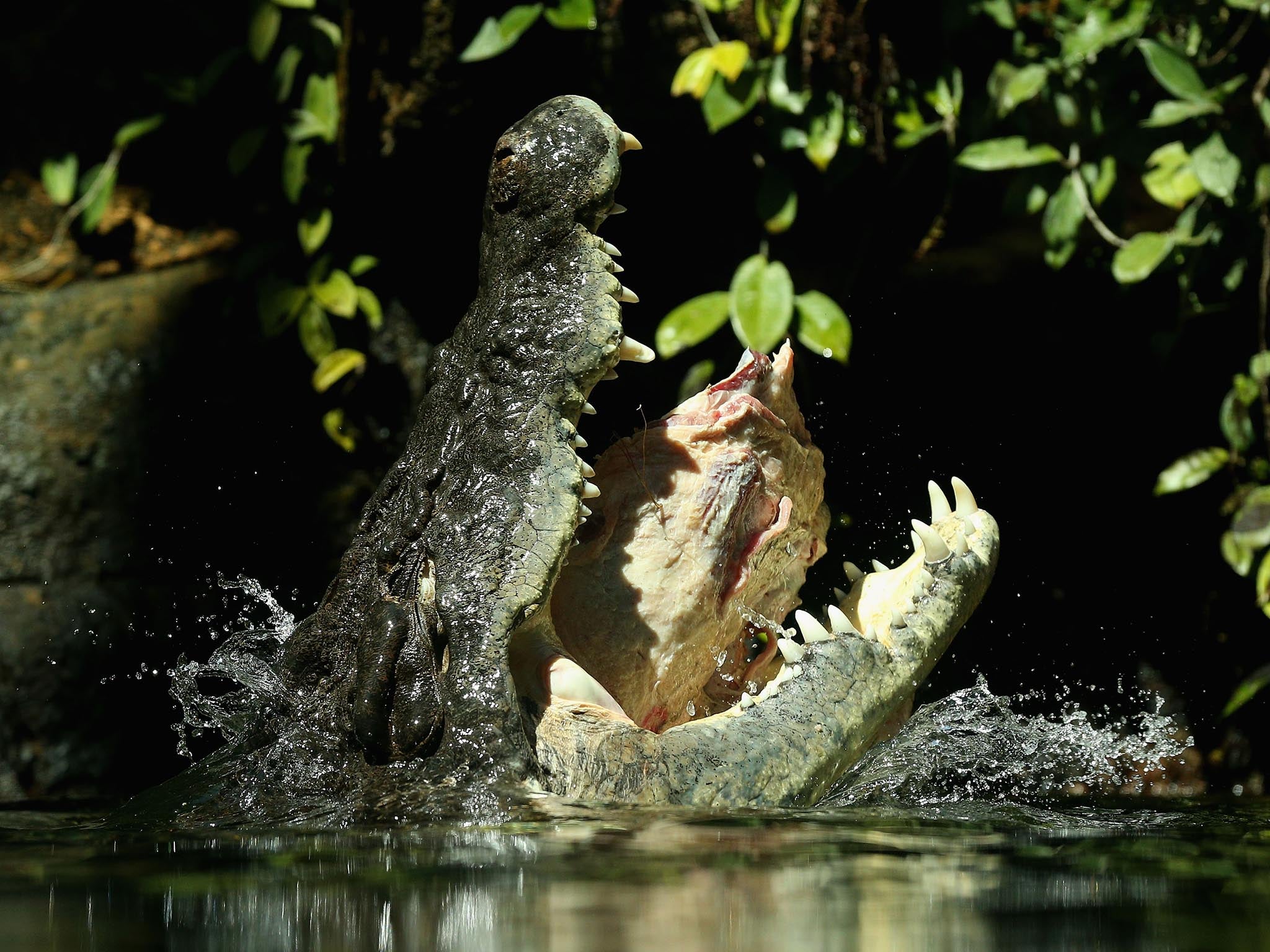 After poaching was banned in Australia in the 1970s, saltwater crocodile populations exploded