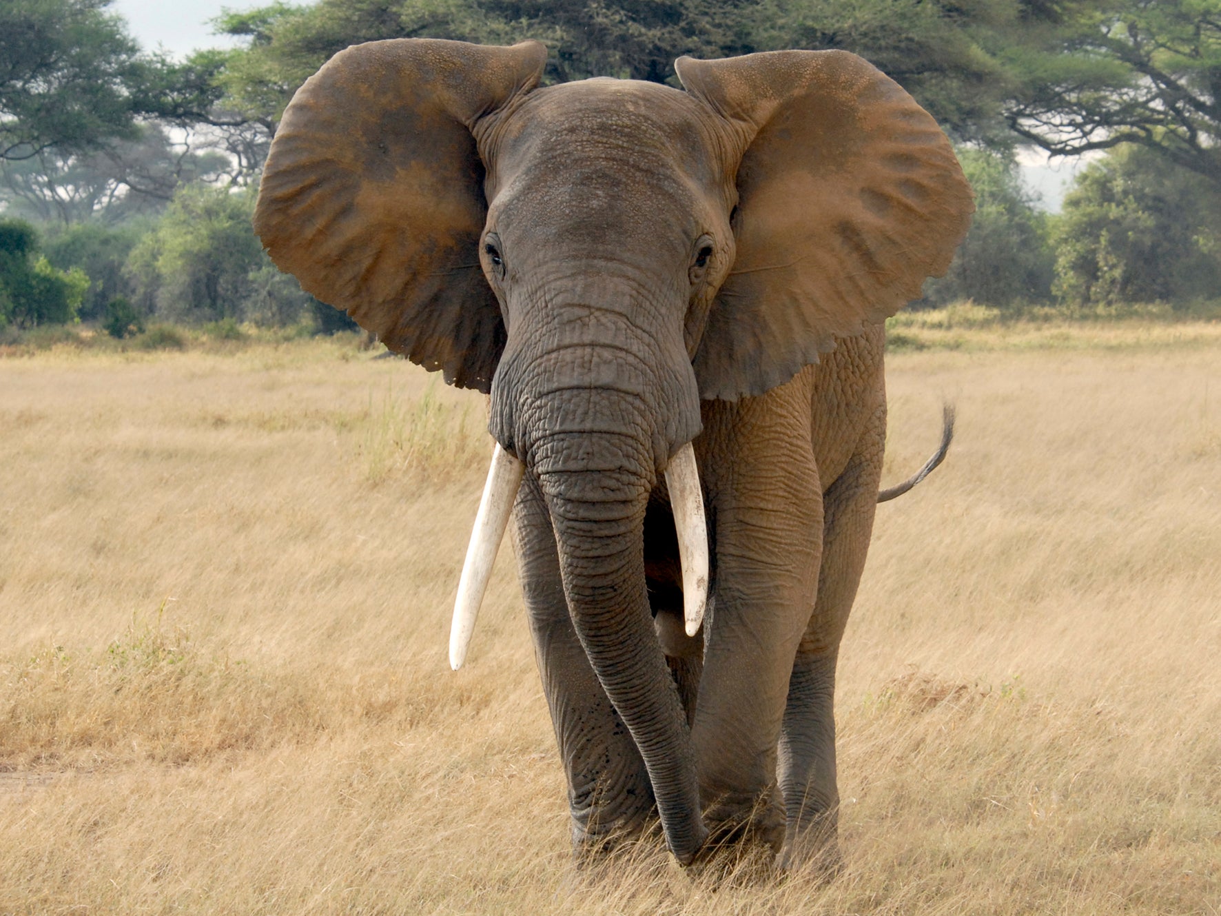 Elephant Tramples Security Guard To Death At Mine Outside