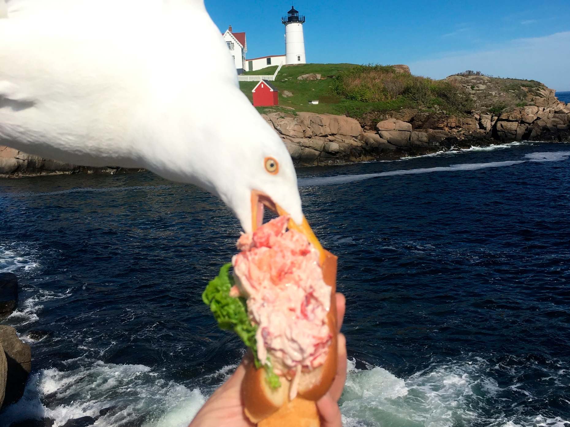 A seagull swoops to rob Alicia Jessop of her lobster roll