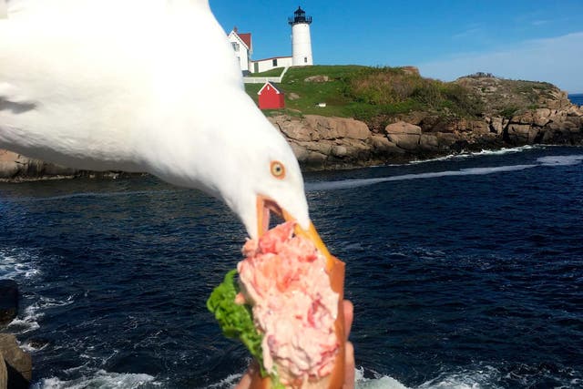 A seagull swoops to rob Alicia Jessop of her lobster roll