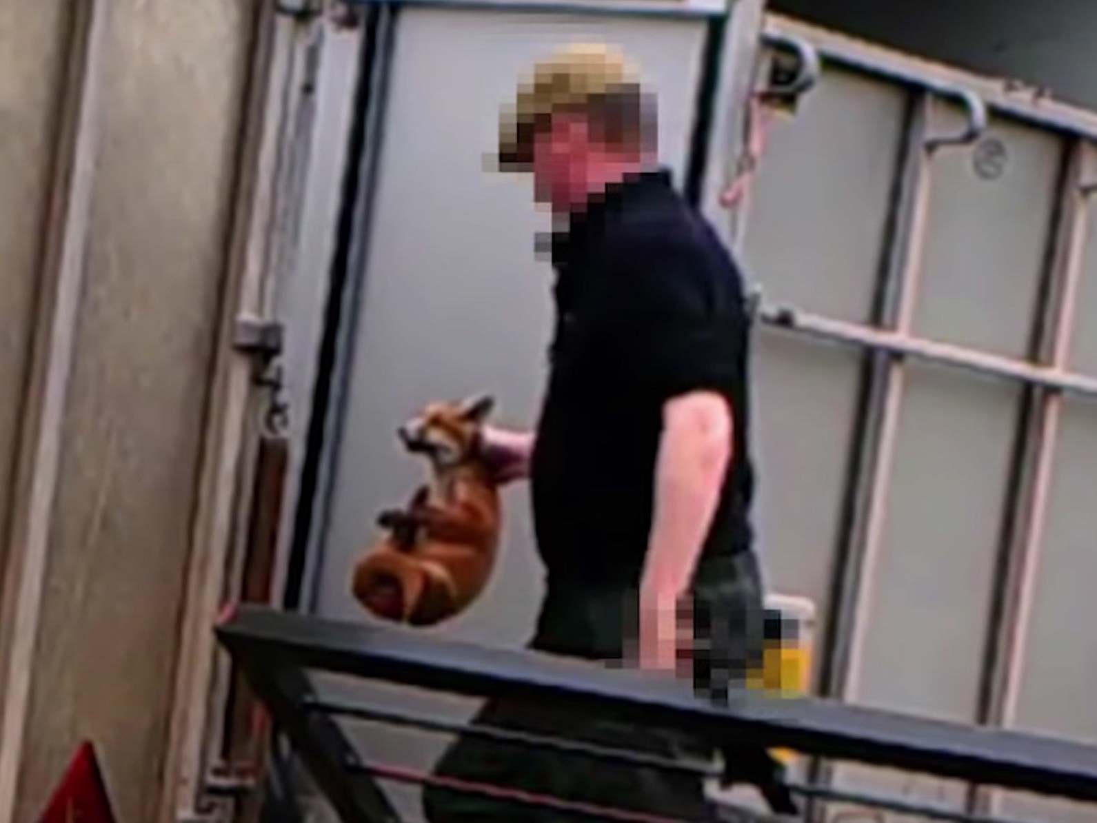 Fox hunter fed live fox cubs to his dogs, court finds