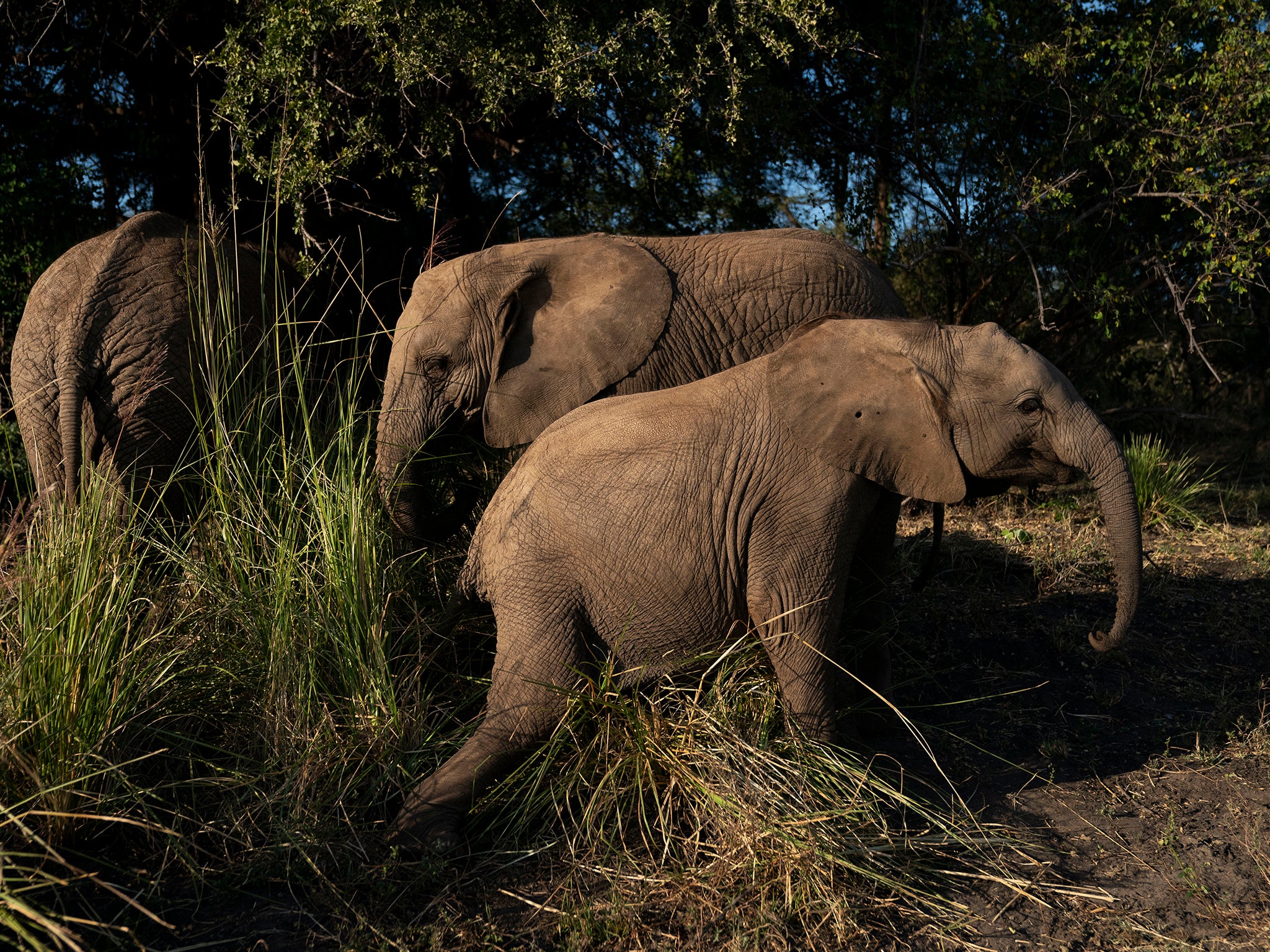 Molelo, Panda and Tuli eat and play in the grasses in the elephant orphanage at Elephants Without Borders in Kasane, Botswana.