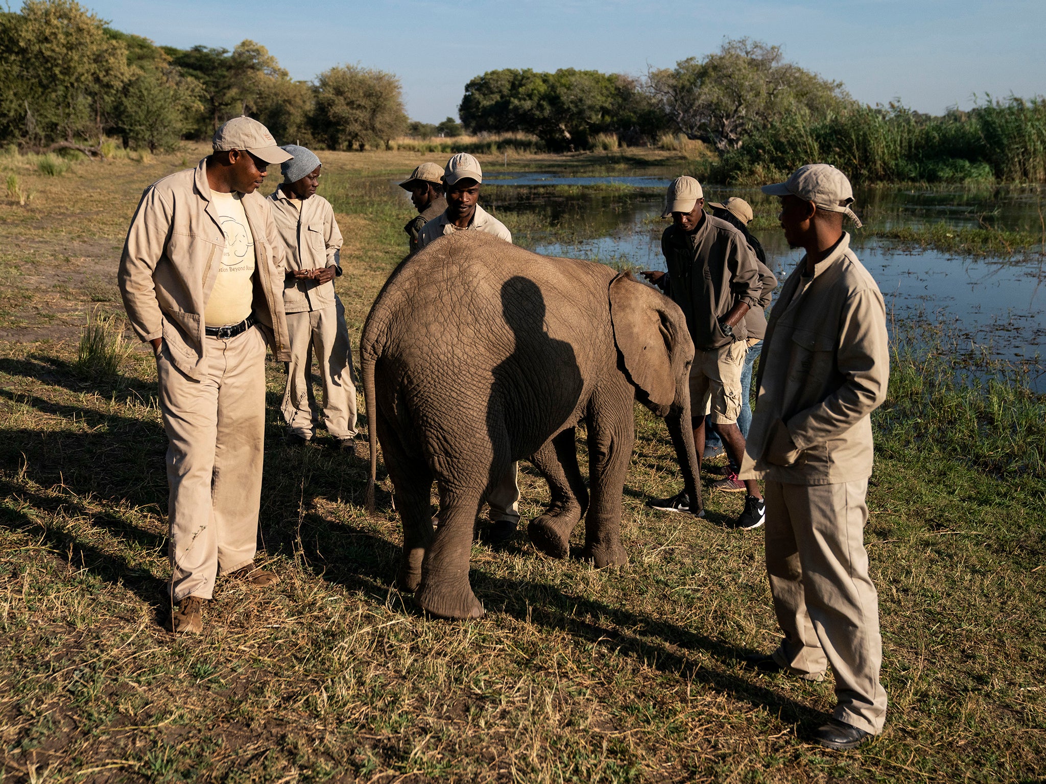 Tuli interacts with her caretakers as they change shifts in the elephant orphanage at Elephants Without Borders in Kasane, Botswana