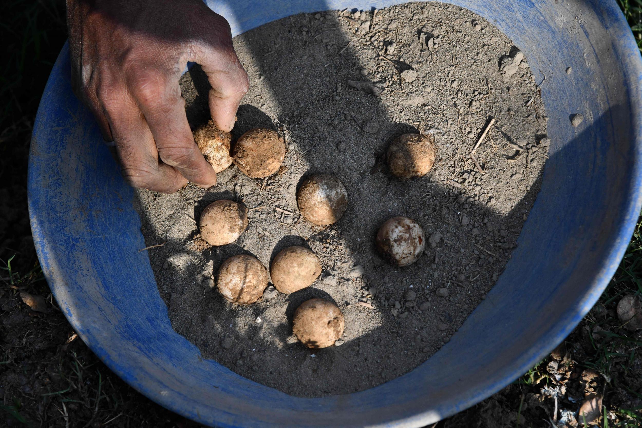 Mr Purkayastha collects eggs laid by females on the sandy banks of the pond and cares for them in an incubator