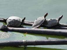 Indian temple helps nurture ‘extinct’ turtle back to life