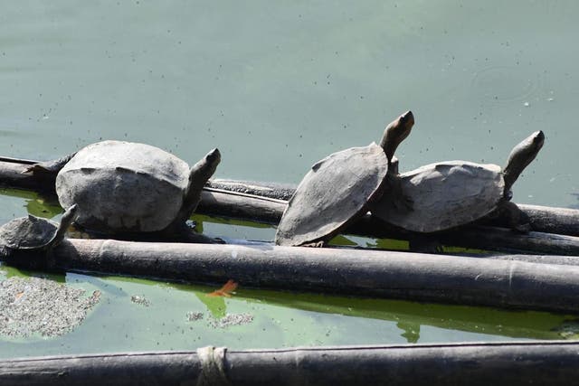 Turtles (stock image) (Photo by Biju BORO / AFP)BIJU BORO/AFP/Getty Images