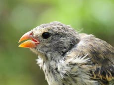 Unique love song of Galapagos finches dying out because of parasites b