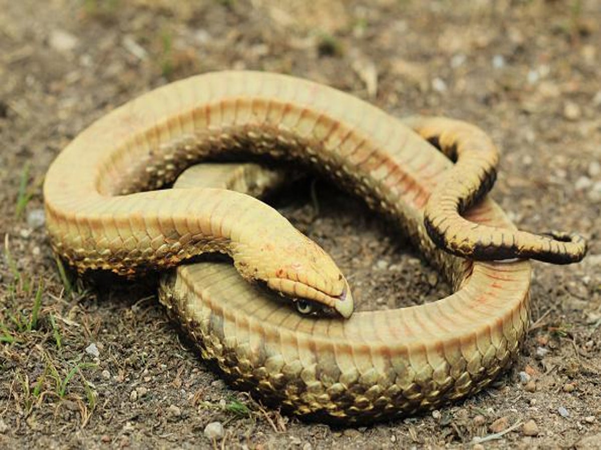 Video Officials warn of 'zombie snake' that plays dead - ABC News