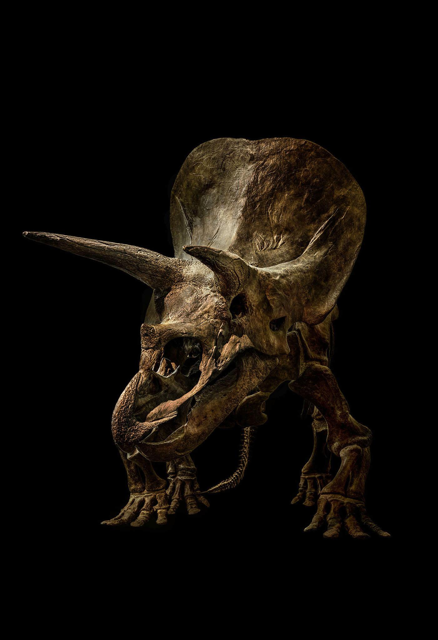 A ceratopsian, meaning 'horned face', the triceratops lived between 68-66 million years ago in the late Cretaceous period. The pictured skeleton was found in Montana, USA and is on display at the Senckenberg museum in Germany