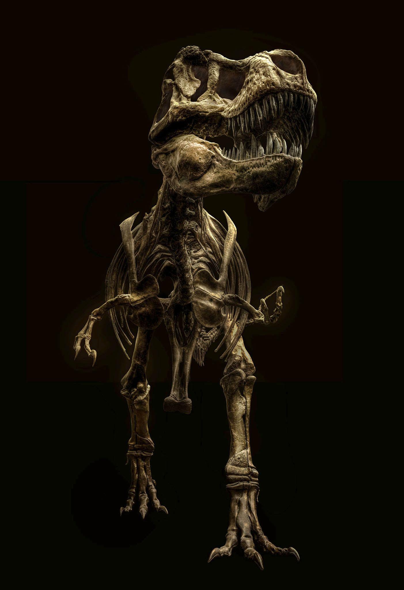 This large carnivore lived between 68-66 million years ago in the late Cretaceous period. The pictured skeleton, known as Tristan Otto, is on display at the Berlin Museum of Natural History and is one of the best preserved T-rex skeletons in the world. Of the 300 bones that make up the display, 170 are genuine fossils