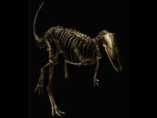 Dinosaur skeletons captured in stunning detail