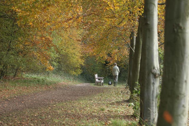Wandlebury Country Park in Cambridge, where Will Gore had his internship