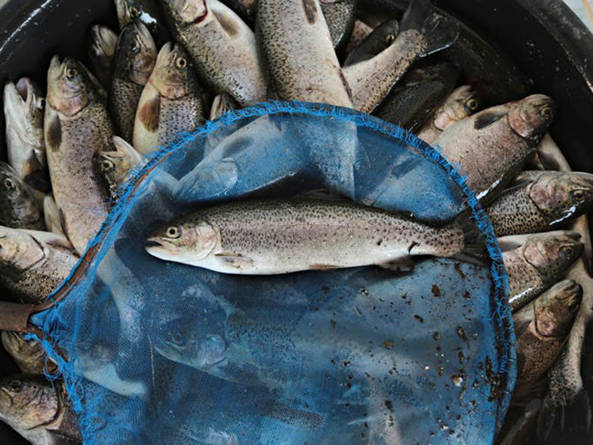 Trout is also farmed in a similar way to salmon