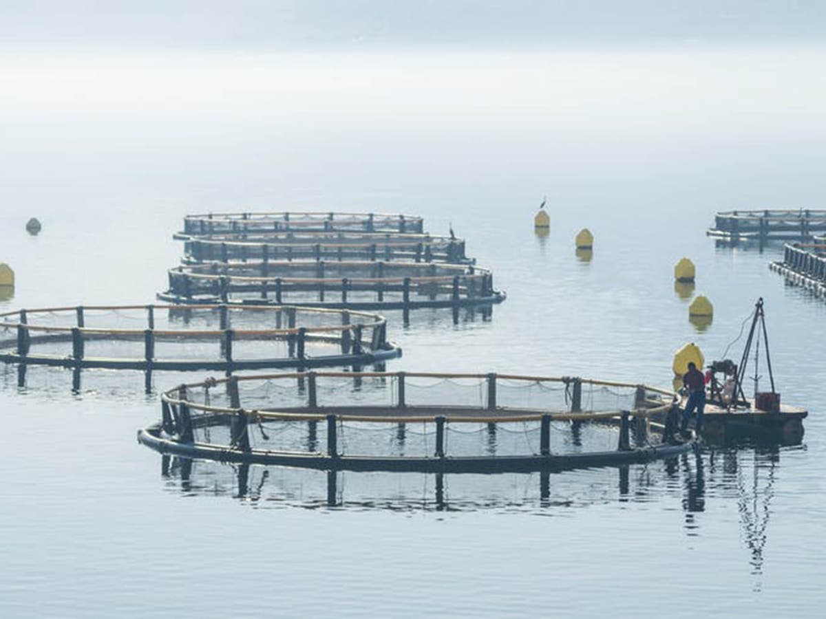 As the farmed salmon industry grows, we need to know what they eat too