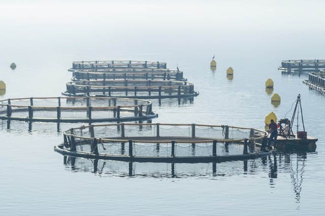 Net pens in the sea: the industry has come under fire over the welfare of the fish