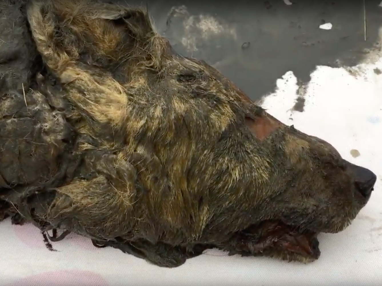 Animals frozen in the permafrost for tens of thousands of years are being unearthed as the ice thaws