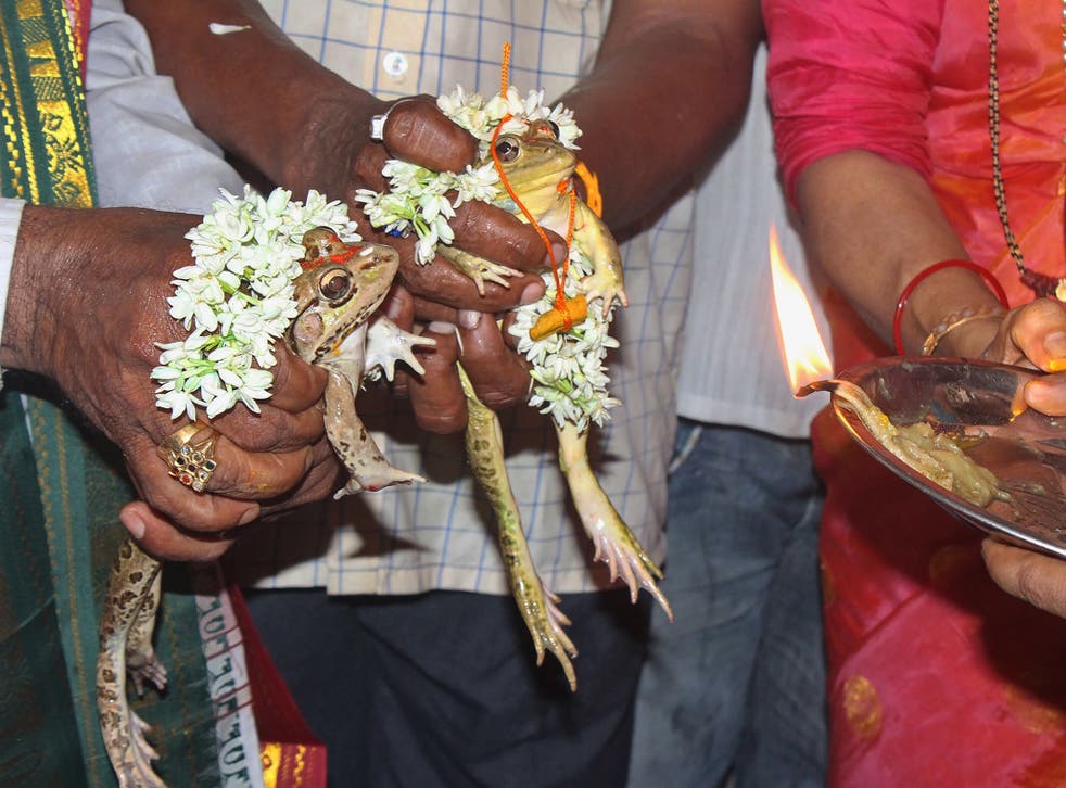 A citizens forum conduct a 'Mandooka Parinaya' or wedding of frogs in the coastal town of Udupi