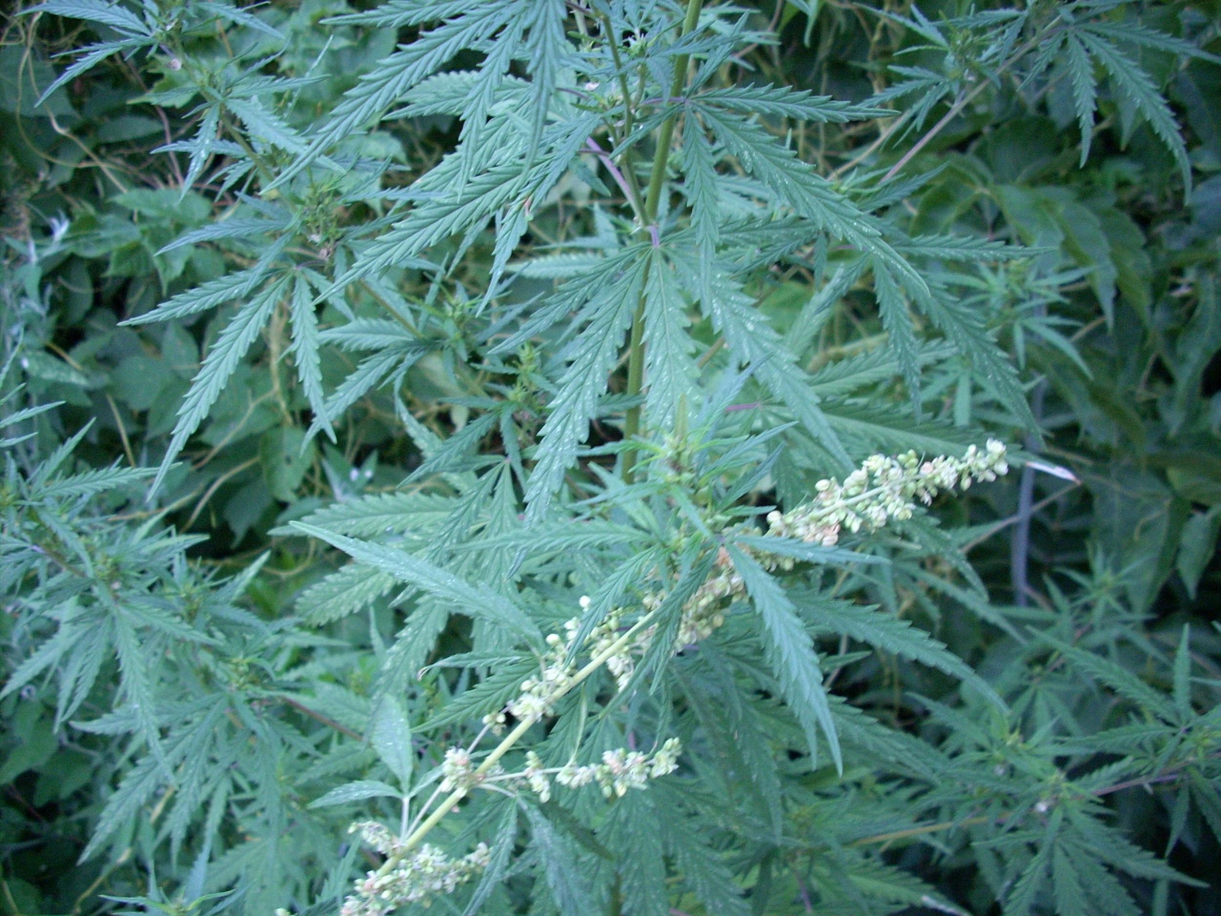 Cannabis plants were cultivated in east Asia for their oily seeds and fibres from at least 4000BC