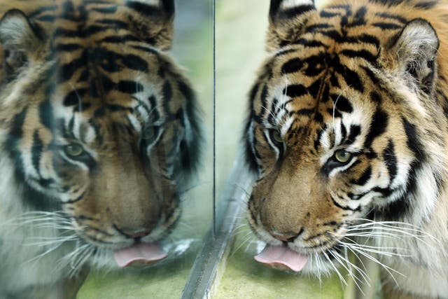 Visitors will be able to drink around the animals, including tigers, but zoo chiefs say welfare comes first