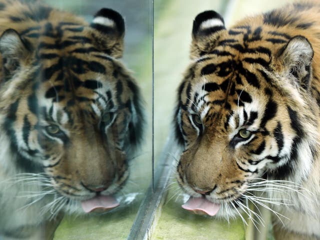 Visitors will be able to drink around the animals, including tigers, but zoo chiefs say welfare comes first