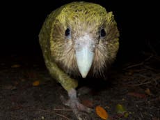 World’s fattest parrot could be completely wiped out by fungal infection