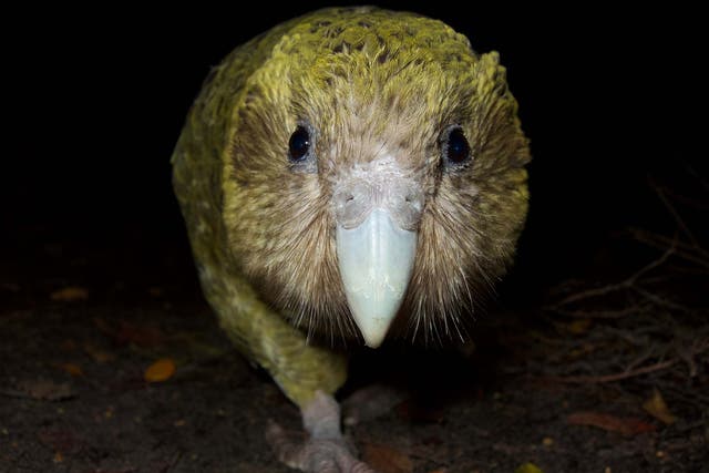 The critically endangered kakapo has enjoyed a record breaking breeding season - but a fungal infection is now putting the parrot's survival at risk