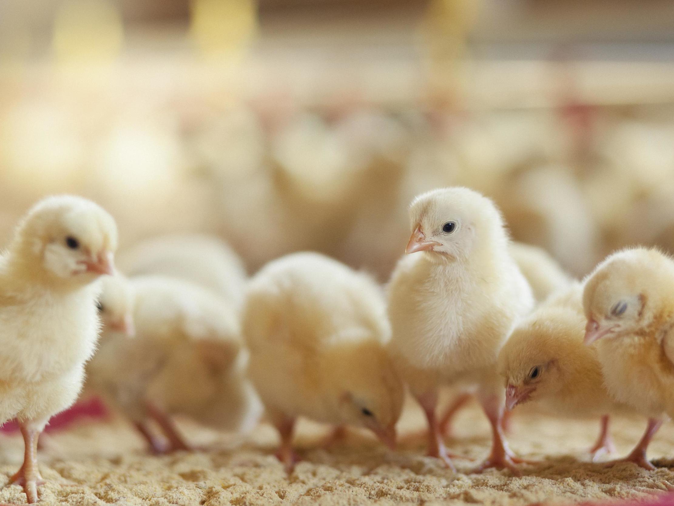 Male chicks may still be killed in the egg-production industry, a court has said