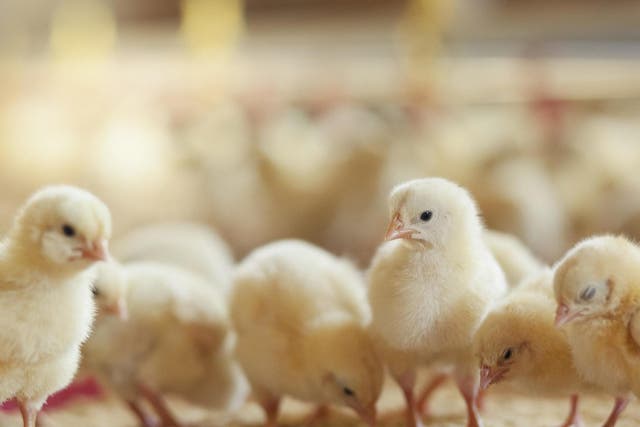 Male chicks may still be killed in the egg-production industry, a court has said