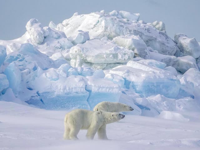 Polar bears are spending more time on land in Alaska due to diminishing sea ice